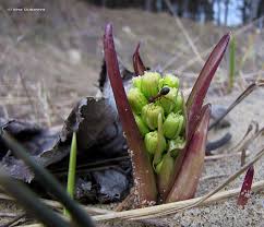 Attēlu rezultāti vaicājumam “Petasites spurius”