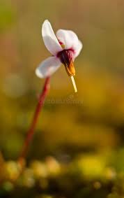 Attēlu rezultāti vaicājumam “Oxycoccus flower”