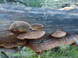 Attēlu rezultāti vaicājumam “Gloeophyllum abietinum”