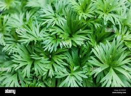 Attēlu rezultāti vaicājumam “Aconitum napellus leaf”