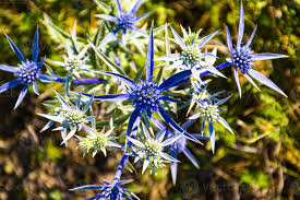 Image result for Blaudistel