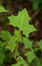 Attēlu rezultāti vaicājumam “Mycelis muralis leaf”