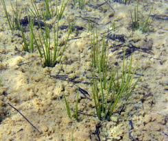 Attēlu rezultāti vaicājumam “Isoetes echinospora”