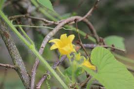 Attēlu rezultāti vaicājumam “Thladiantha dubia”