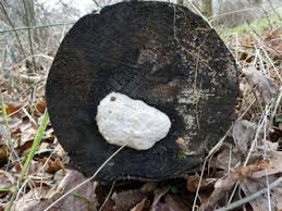 Attēlu rezultāti vaicājumam “Reticularia lycoperdon spores”