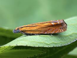 Attēlu rezultāti vaicājumam “Lathronympha strigana”