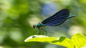 Attēlu rezultāti vaicājumam “Calopterygidae”