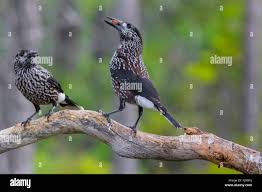 Image result for Nucifraga caryocatactes