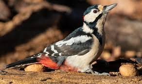 Attēlu rezultāti vaicājumam “Dendrocopos major male”