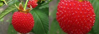 Attēlu rezultāti vaicājumam “Rubus illecebrosus fruit”