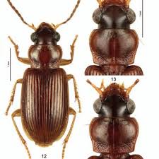 Attēlu rezultāti vaicājumam “Acupalpus flavicollis”