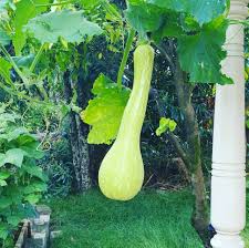 Image result for tromboncino