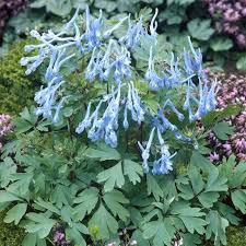 Attēlu rezultāti vaicājumam “Corydalis”