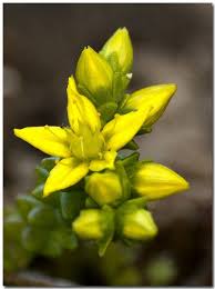 Attēlu rezultāti vaicājumam “Sedum acre bud”