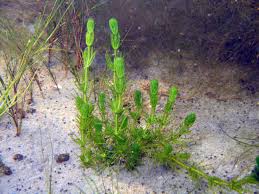 Attēlu rezultāti vaicājumam “Chara rudis”