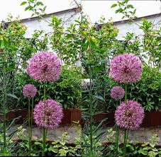 Attēlu rezultāti vaicājumam “Allium holandicum bud”