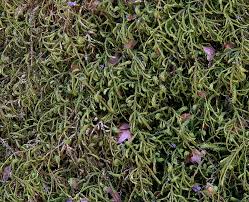 Attēlu rezultāti vaicājumam “Anomodon attenuatus”