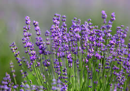Image result for Lavendel