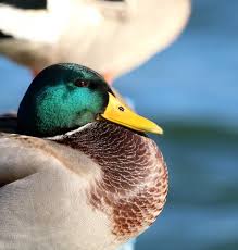 Attēlu rezultāti vaicājumam “Anas platyrhynchos male”
