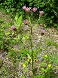 Attēlu rezultāti vaicājumam “Erigeron acris flower”