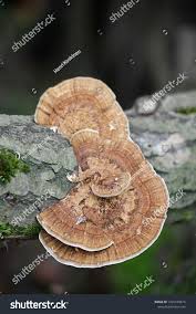 Attēlu rezultāti vaicājumam “Daedaleopsis confragosa”