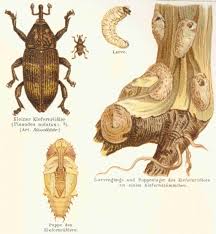 Attēlu rezultāti vaicājumam “Pissodes piniphilus”