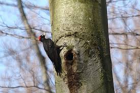 Attēlu rezultāti vaicājumam “Dryocopus martius adult”