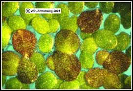 Attēlu rezultāti vaicājumam “Lemna gibba”