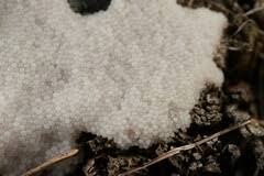 Attēlu rezultāti vaicājumam “Stemonitis marjana”