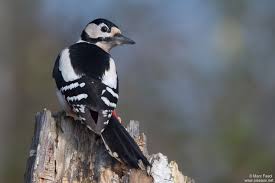 Attēlu rezultāti vaicājumam “Dendrocopos major female”