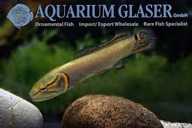 Image result for Amia calva