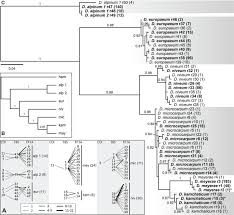 Attēlu rezultāti vaicājumam “Diderma testaceum young”