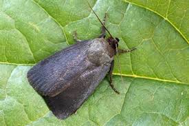 Attēlu rezultāti vaicājumam “Amphipyra livida”