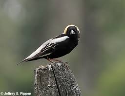 Image result for Dolichonyx oryzivorus