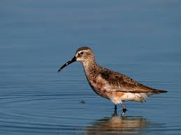 Attēlu rezultāti vaicājumam “Calidris ferruginea”