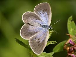 Attēlu rezultāti vaicājumam “Maculinea alcon”