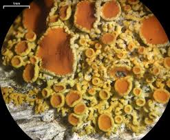 Attēlu rezultāti vaicājumam “Xanthoria polycarpa”