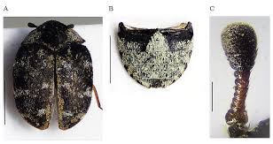 Attēlu rezultāti vaicājumam “Anthrenus sp.”