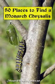 Image result for monarch caterpillar