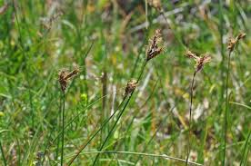 Attēlu rezultāti vaicājumam “Carex praecox”