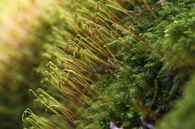 Attēlu rezultāti vaicājumam “Hypnum cupressiforme sporophyte”