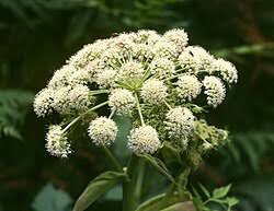 Image result for Angelica silvestris