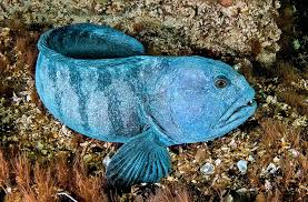 Image result for Anarhichas lupus