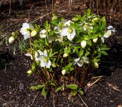 Attēlu rezultāti vaicājumam “Helleborus niger flower”