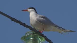 Attēlu rezultāti vaicājumam “Sterna hirundo”