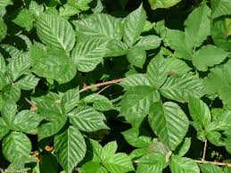 Attēlu rezultāti vaicājumam “Rubus nessensis leaf”