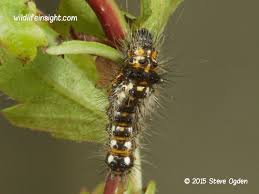 Attēlu rezultāti vaicājumam “Acronicta rumicis larva”