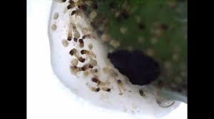Attēlu rezultāti vaicājumam “Trichoptera egg mass”