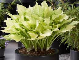 Image result for Hosta White Feather