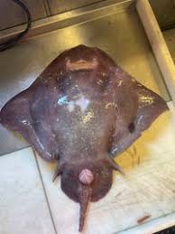 Image result for Amblyraja hyperborea